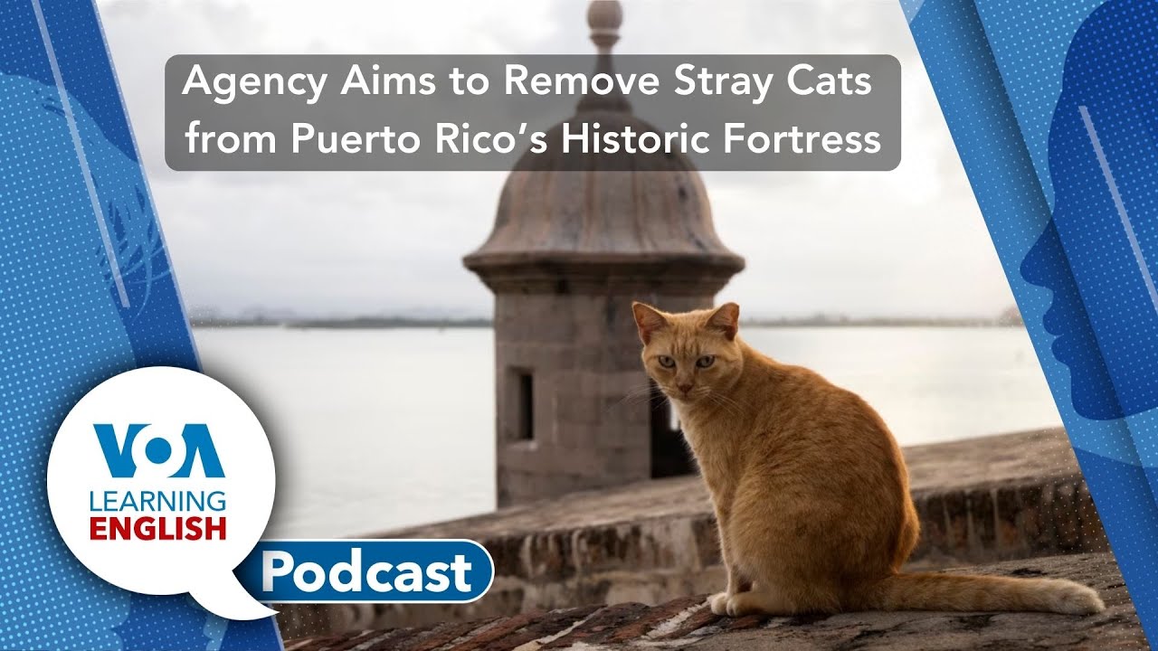 Stray cats will be removed from historic Puerto Rico fort