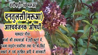 वनोषधी-10..वनतुलसी(मरुआ)#ladies problem#antiseptic#hair problem#asthma#obesity#Khansi#pyria