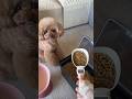 計量スプーンを見るとこなります #dog #cutedog
