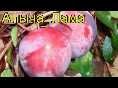 Алыча Лама. Краткий обзор, описание характеристик, где купить саженцы prunus cerasifera Lama