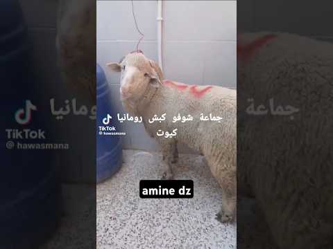 كبش تاع رومانيا كيوت    
