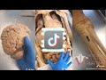 Institute of Human Anatomy TikTok Compilation