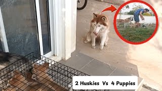 2 Huskies U0026 Rescue Dog Shocked Meeting 4 Naughty Rescue Puppies For The First Time