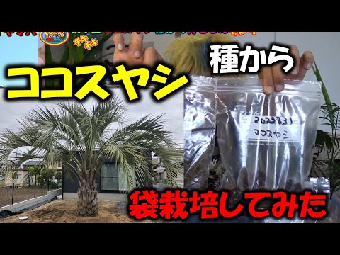 ヤシの木】観葉植物 ココスヤシの種から袋栽培して育つか？やっ