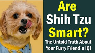 Are Shih Tzu Smart? The Untold Truth About Your Furry Friend's IQ!