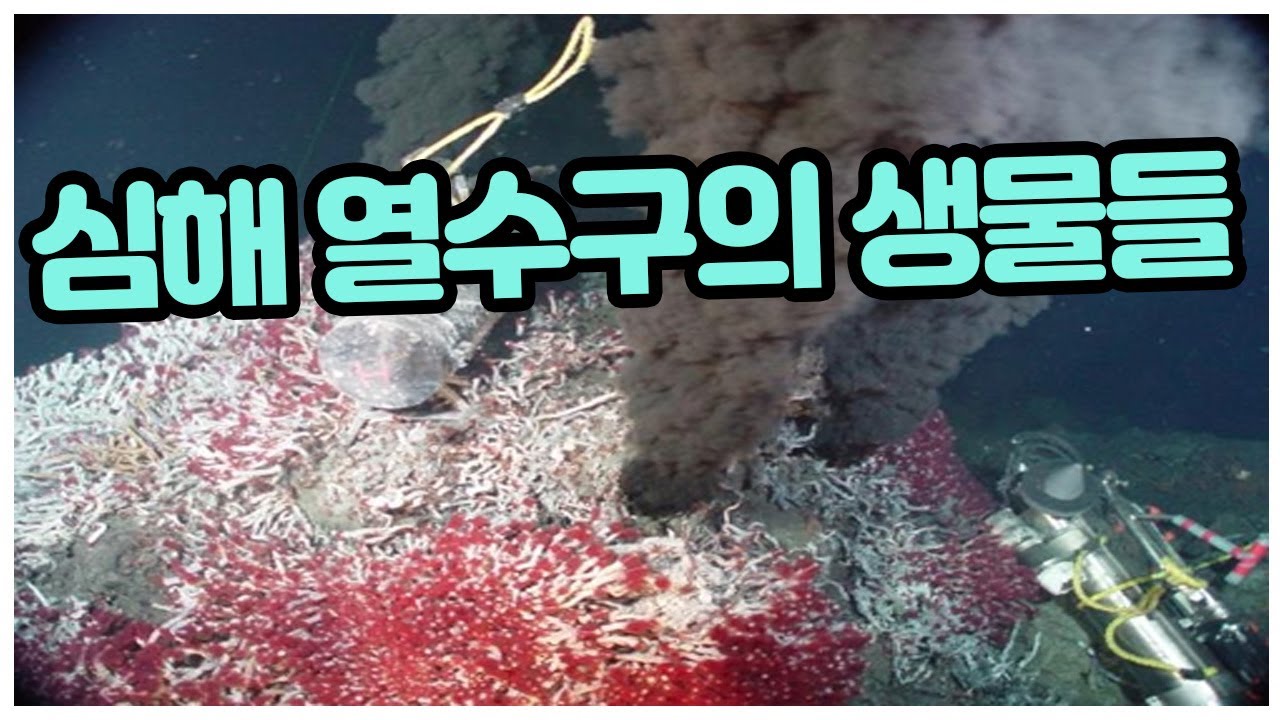 심해 열수구의 생물들 - YouTube