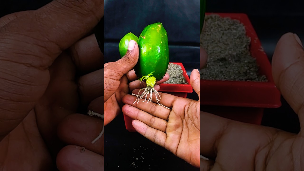 Try this easy tricks at home | Grow papaya plant successfully //
