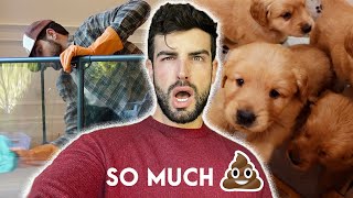 A REAL Day In The Life Having 11 Golden Retriever Puppies! | Episode 20