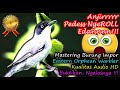 Masteran Burung Luar Negeri Suara Super Pedas Ngerol Edan - Eastern Orphean Warbler HD AUDIO