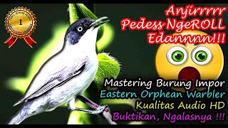 Masteran Burung Luar Negeri Suara Super Pedas Ngerol Edan - Eastern Orphean Warbler HD AUDIO