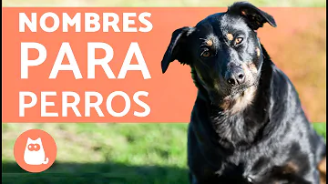 ¿Los perros macho son más protectores?