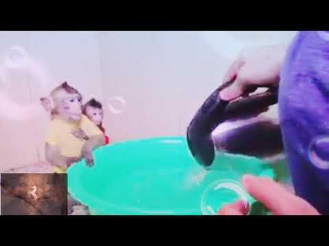 نسناسة بتحمي طفلها سبحان الله