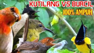 Powerful Attractive Sound of Small Birds❗Combination of Sogon and Kutilang