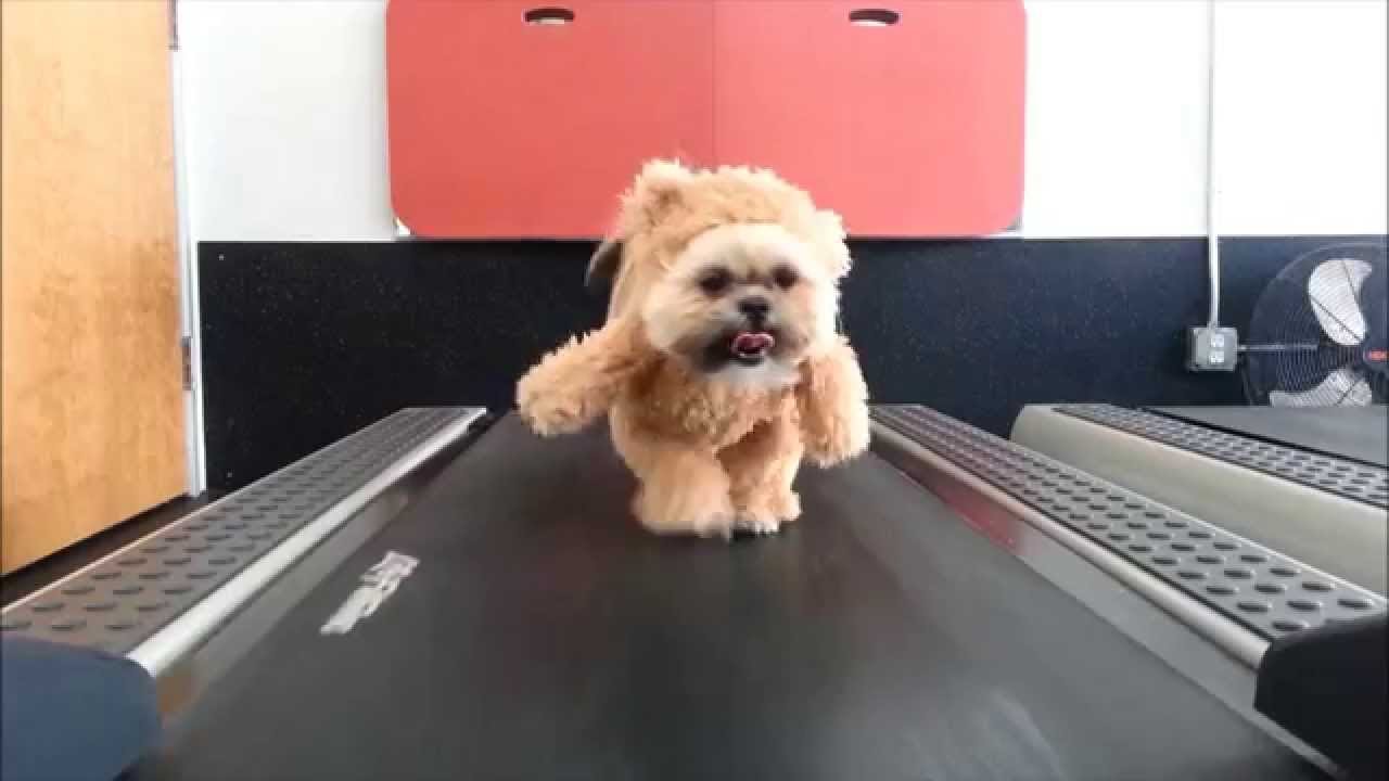 dogs on treadmill funny
