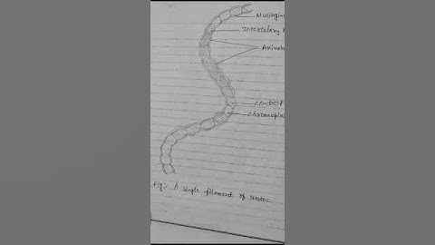 Botany #practical #note #book #study #botanical #shorts #ytshortsviral