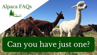 Alpaca FAQs - Can you have just one?