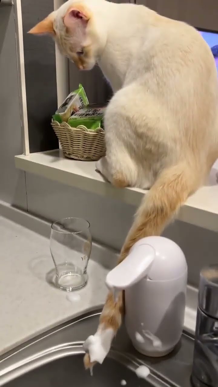 Très drôle le chat