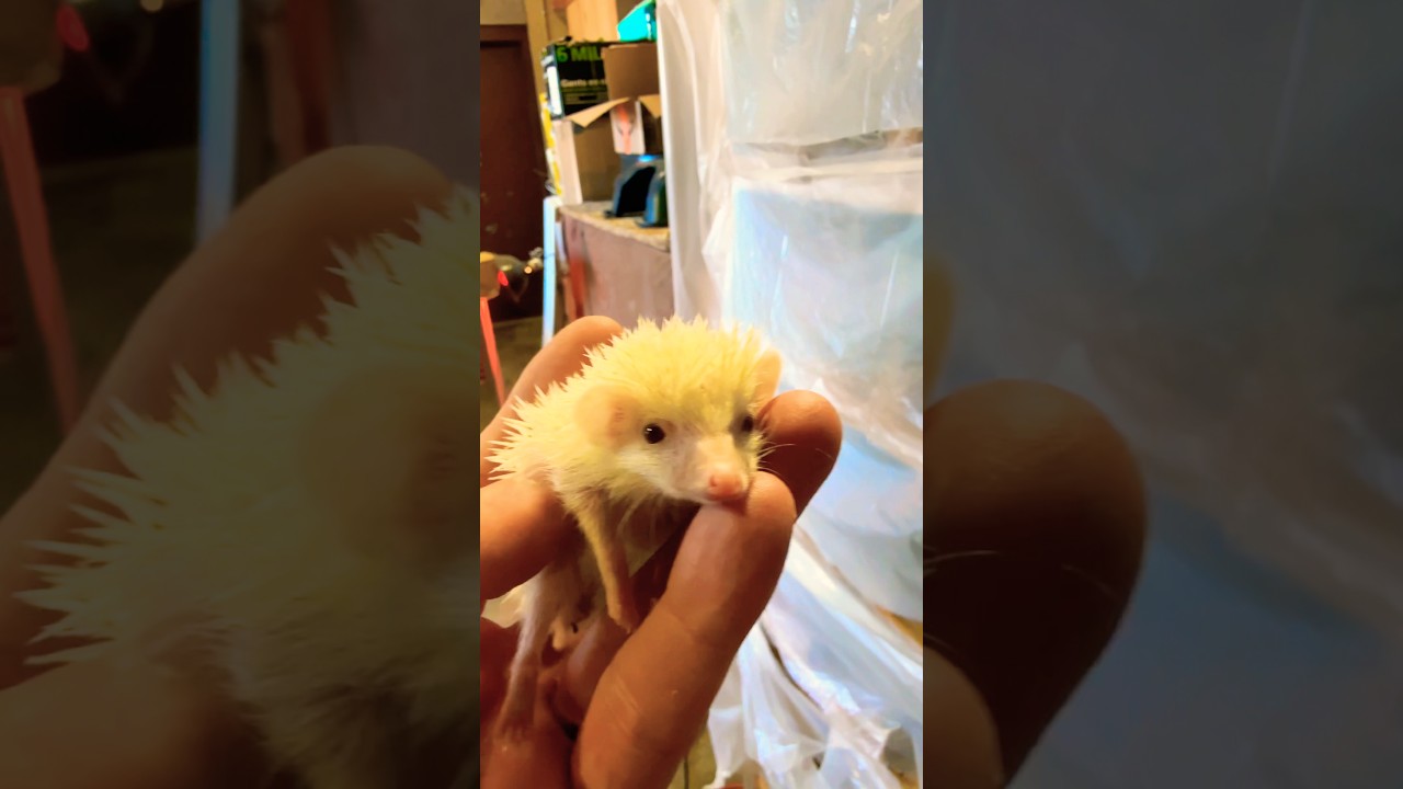 Baby Hedgehog Discovers Something Magical 