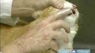 Cat Dental Health Tooth Care How To Brush Cat Teeth Youtube