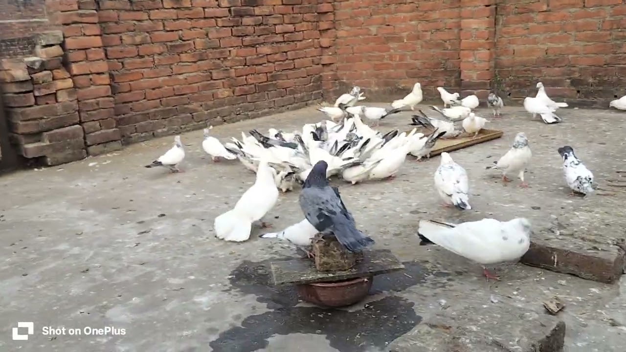 Welcome back 😊 to a brand new vlog ❤️🕊️🥰