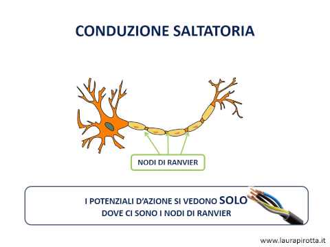 Video: Nelle fibre nervose midollate i nodi di Ranvier sono?