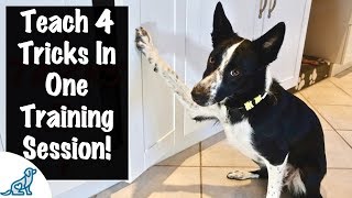 How To Train Your Puppy To High Five - Professional Dog Training Tips