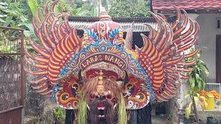 Jaranan Laras Wangi Live Kaliweni Paeloan Sumberbaru Part 2