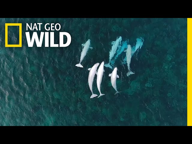 See Hundreds of Beluga Whales Gathering in the Arctic | Nat Geo Wild class=