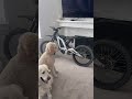 My dog was going crazy #surron #dog #ebike