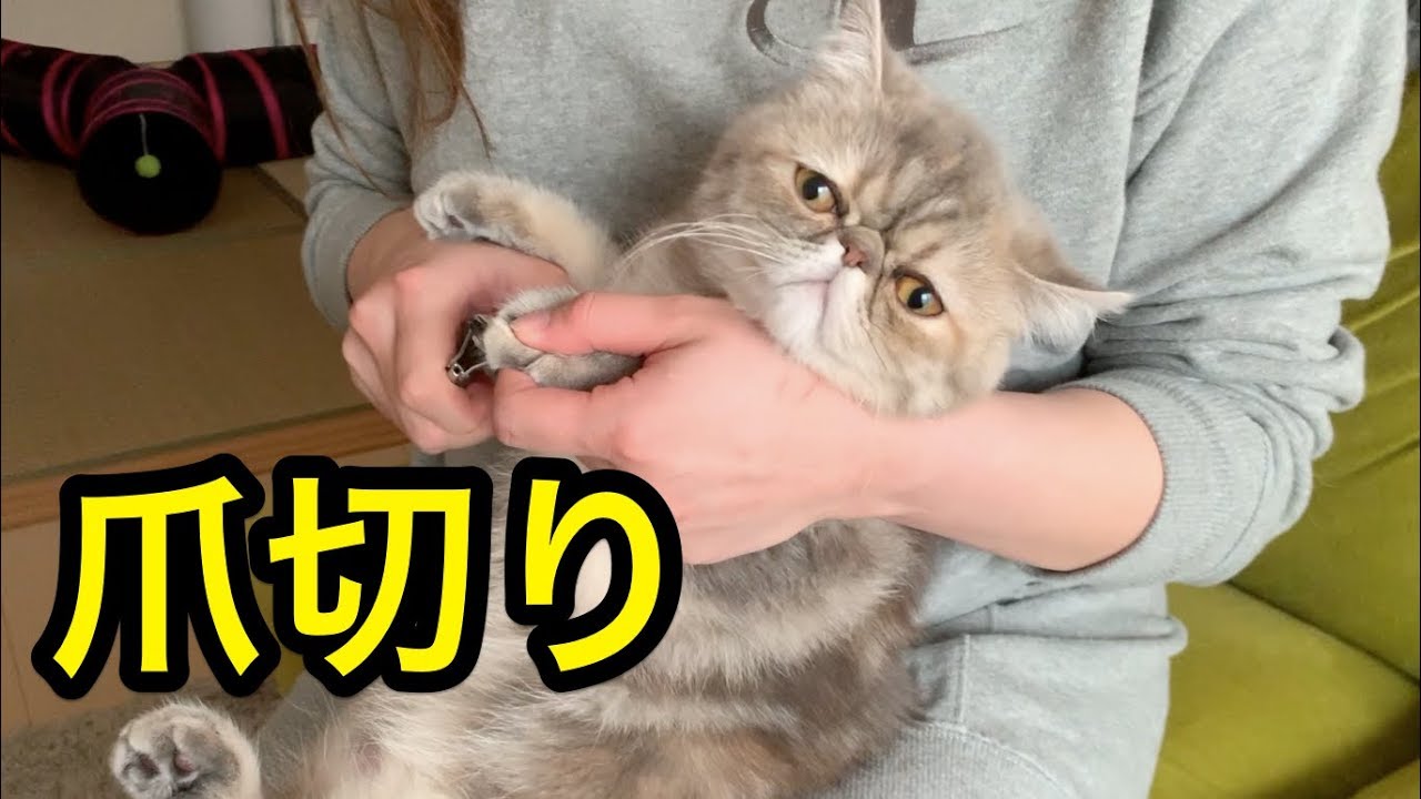爪を切られて抵抗するがなかなか逃げられない子猫【猫】【かわいい】【エキゾチックショートヘア】 YouTube 爪を切られて抵抗するがなかなか逃げられない子猫【猫】【かわいい】【エキゾチックショートヘア】 YouTube