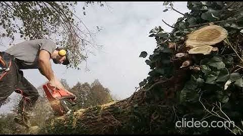 Mulberry firewood - ECHO CS-4510 ES and maul