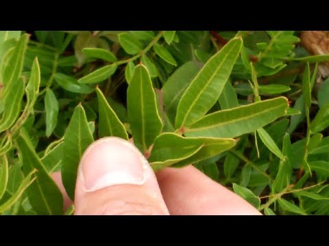 Vidéo: Qu'est-ce qu'un lentisque - Faire pousser un lentisque dans le jardin