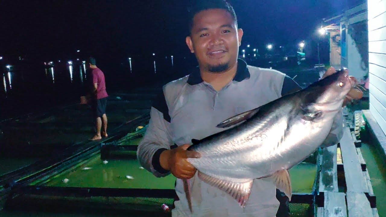 MANCING IKAN PATIN LIAR DAPAT BESAR DENGAN UMPAN JITU
