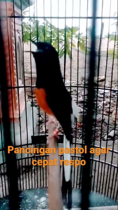 Pancingan murai batu pastol agar bisa bunyi