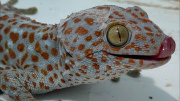 Tiếng tắc kè gọi bạn tình mùa sinh sản | Âm Thanh Tắc Kè | Tắc Kè Kêu | Gecko Sound #gecko #animals