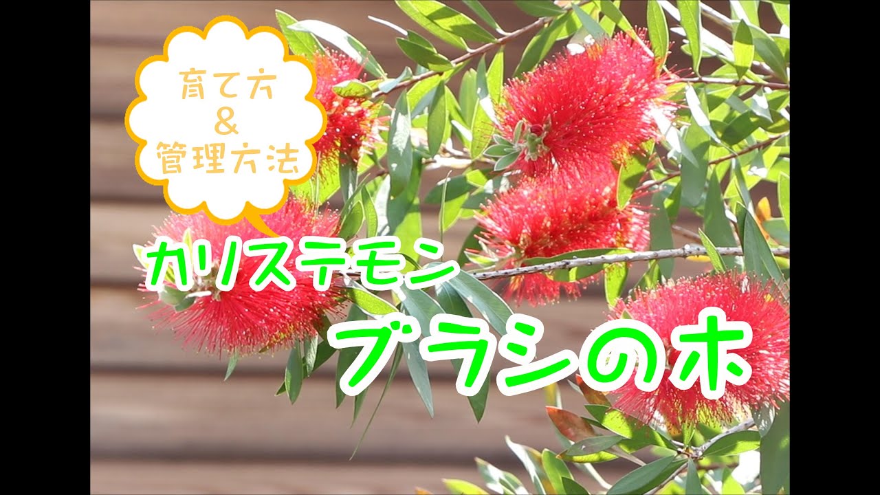 カリステモン ブラシの木 Youtube