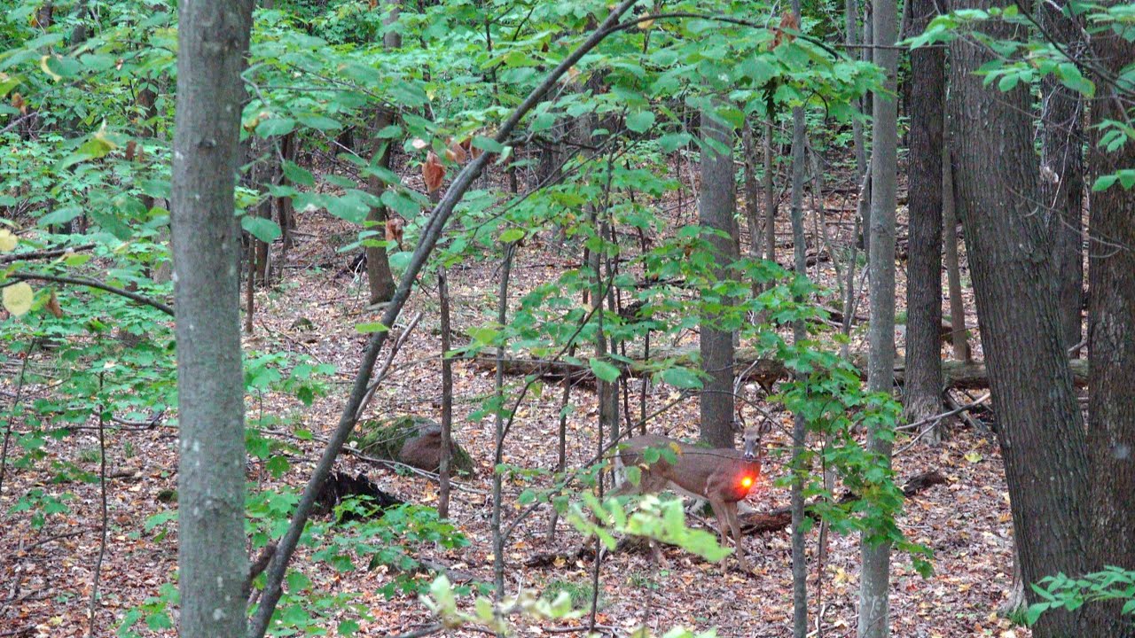 Hmong Woman Cross Bow Hunting In Wisconsin Archery Season 2023 poj Niam hmong-woman-cross-bow-hunting-in-wisconsin-archery-season-2023-poj-niam