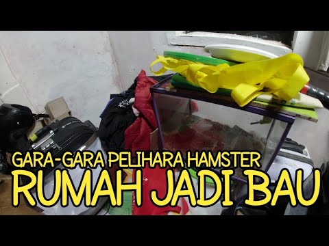 Video: Cara Menjaga Agar Hamster Anda Tidak Berbau Di Rumah