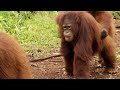 Rainy Season Gives Baby Orangutans Their Own Waterpark