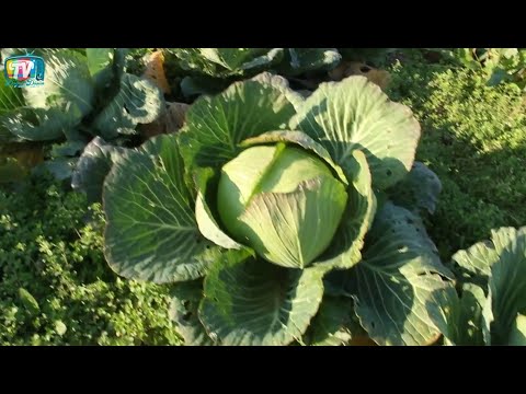 Video: Kohlrabi Bitki Aralığı: Bağda Kolrabi Bitkiləri Arasına Yerləşdirmə Məsləhətləri