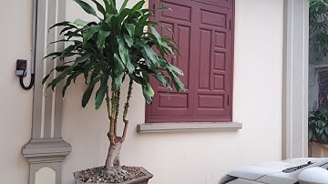 cách trồng và chăm sóc cây thiết mộc lan ( phát tài)