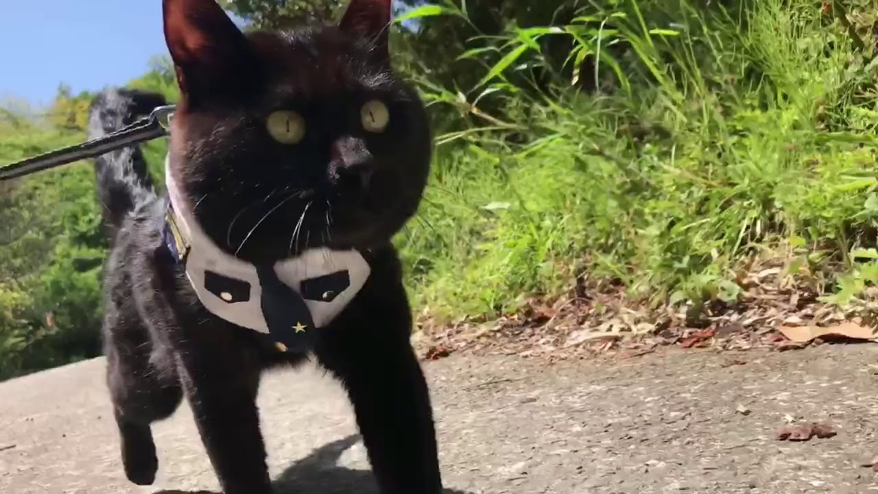大好きな猫が散歩から帰ってきた時の犬の反応 Dog Grooming Cat Youtube