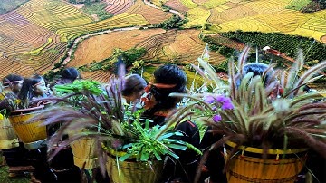 Phục dựng lễ mừng lúa mới làng Plei Ơp | DI SẢN VĂN HÓA