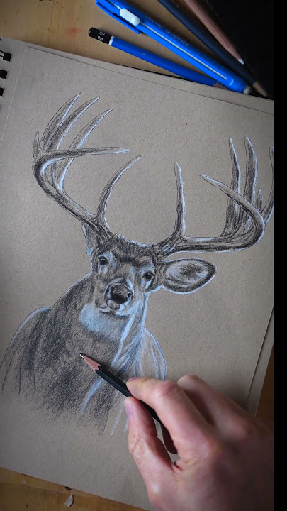 Deer Portrait Using White Charcoal And Pencil  #deerhunting #deerpainting #hunting #shorts