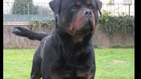 Quanto può costare un cucciolo di Rottweiler?