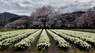 山高神代桜と光前寺