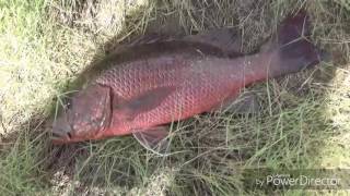 50 Cm Mangrove Jack Catch N Cook North Queensland