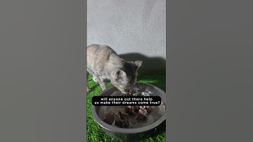 when a day looks bright, but inside... #animalrescue #cat #straycat #kitten #catlovers #catrescue