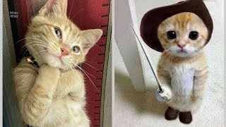 Try not to laugh funniest cats in 2024😂🐈