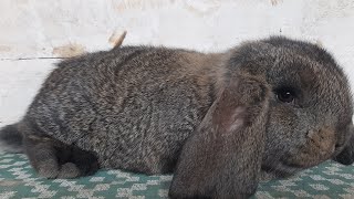 Marchew dla Królików! Sprawdzanie płci u królików